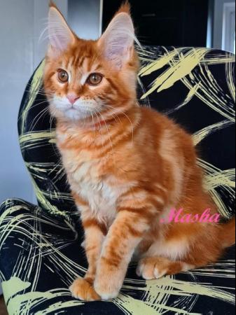 Image 1 of Beautiful Maine Coon kittens for sale