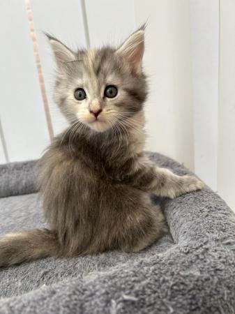 Image 8 of 1 female left - Beautiful Maine Coon Kittens
