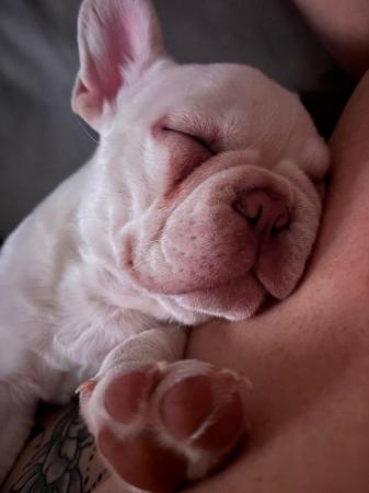 Image 4 of 12 Week old lilac cream French bulldog boy