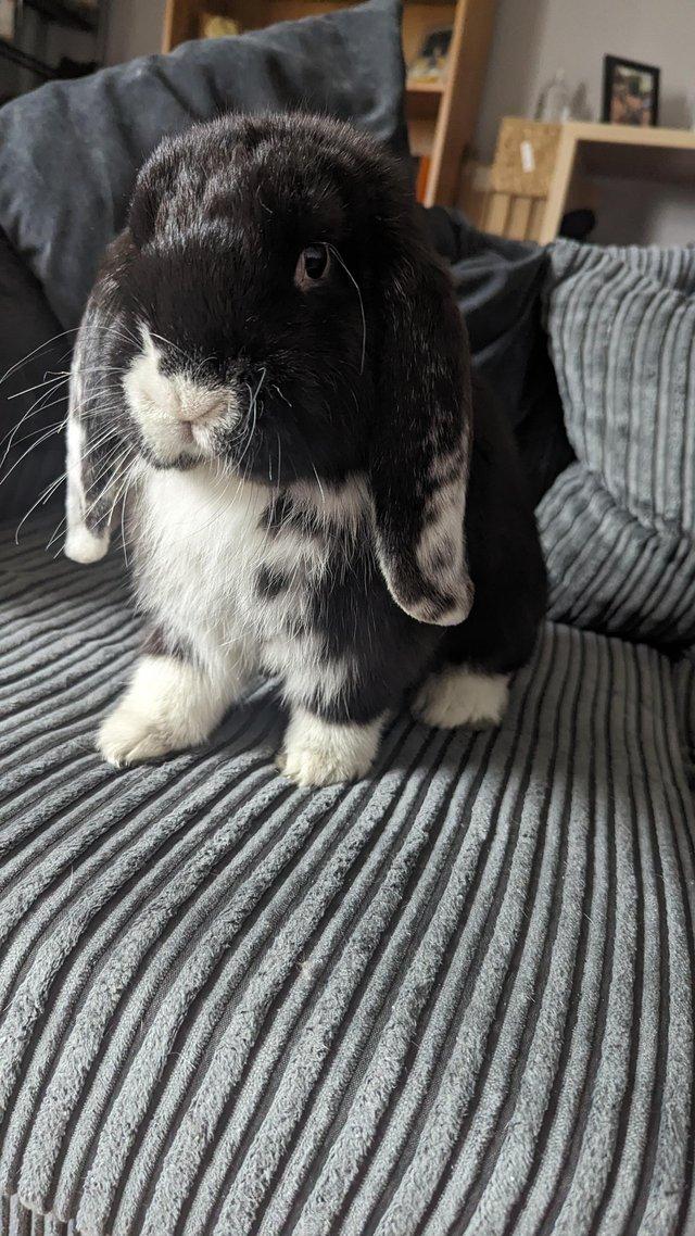 Preview of the first image of 6 month old male french lop looking for new home.
