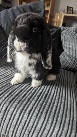 Image 1 of 6 month old male french lop looking for new home