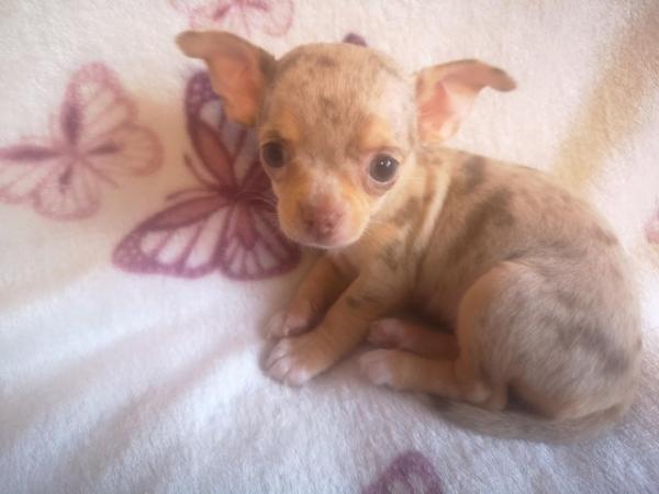 Image 6 of 4 adorable chihuahua puppies for sale