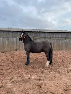 Image 7 of Handsome black cob for loan!  Perfect for summer fun