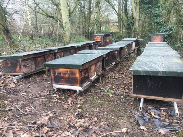 Image 7 of Overwintered Bee Nucs on five frames