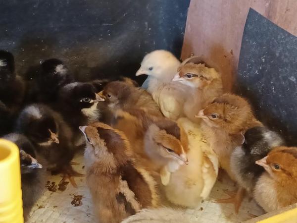 Image 6 of Various Chicks for sale bb6 7ns