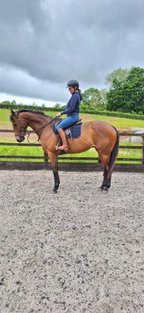 Image 2 of 8 yr old National Hunt mare 16hh