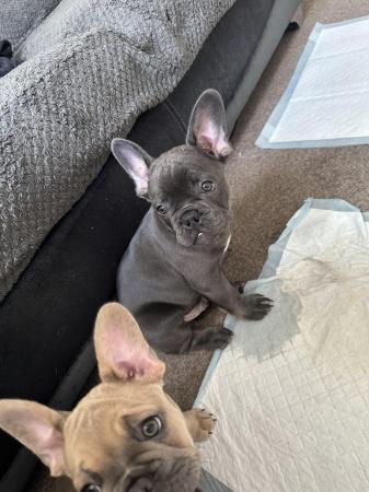 Image 12 of French bulldog last boy left kc registered ready to leave!
