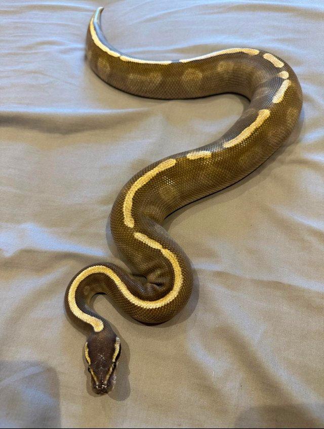 Preview of the first image of Adult Male Cinnamon GHI Lesser 2021 Ball Python.