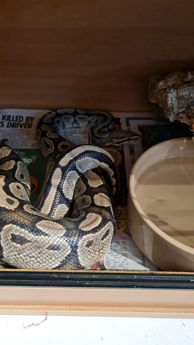 Preview of the first image of Multipleball pythons for sale £50 per snake.
