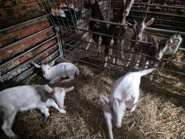 Image 1 of Wether Goat Kids for sale