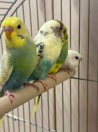 Image 2 of Beautiful baby budgies for sale