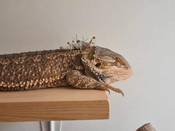 Image 8 of 9 month old bearded dragon and full setup available