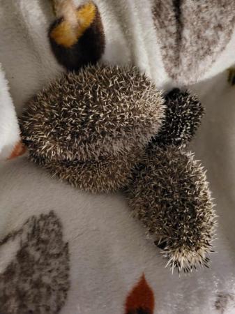 Image 2 of Two Male Pygmy Hedgehogs