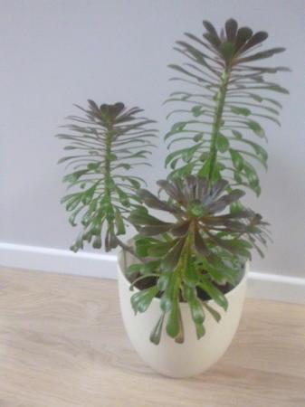 Image 3 of Mature Bushy Aeonium Plant, 25ins. Tall,5 Heads, Excellent
