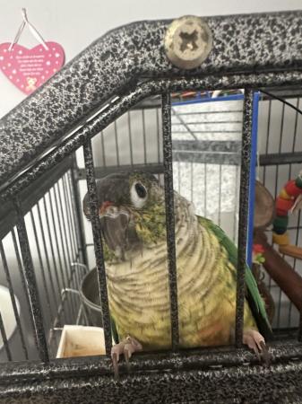 Image 5 of Conure parrot and cage food etc…