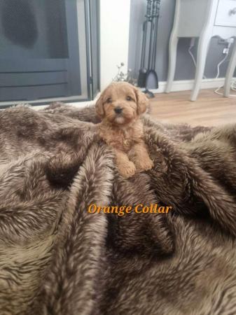 Image 12 of Stunning F2b Toy Cockapoo Puppies - Ready Now