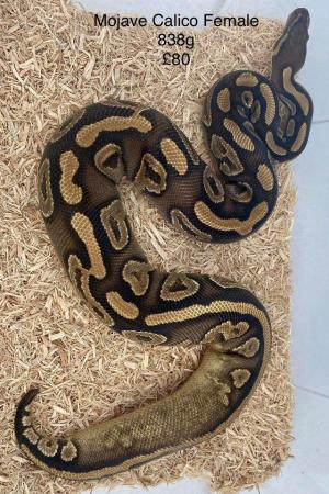 Image 14 of Royal Pythons for sale.