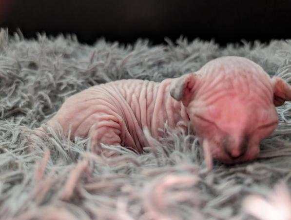 Image 15 of Sphynx kittens ready now
