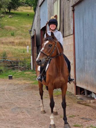 Image 2 of 16.2 TB Gelding for sale