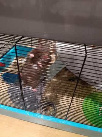 Image 4 of Lovely female hamster with cage and toys
