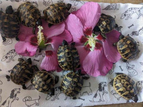 Image 3 of Hermann tortoise hatchlings for sale