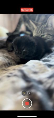 Image 11 of 1 Black kitten for sale