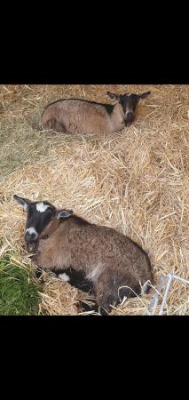Image 2 of Pygmy goats for sale. 2 x nannies x 1 x nanny kid