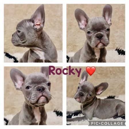 Image 7 of FRENCH BULLDOG PUPPIES LOOKING FOR THEIR FOREVER