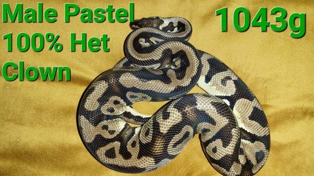 Image 3 of Royal pythons for sale, from as little as £20