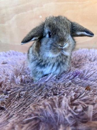 Image 2 of Baby Purebreed Mini Lops For Sale