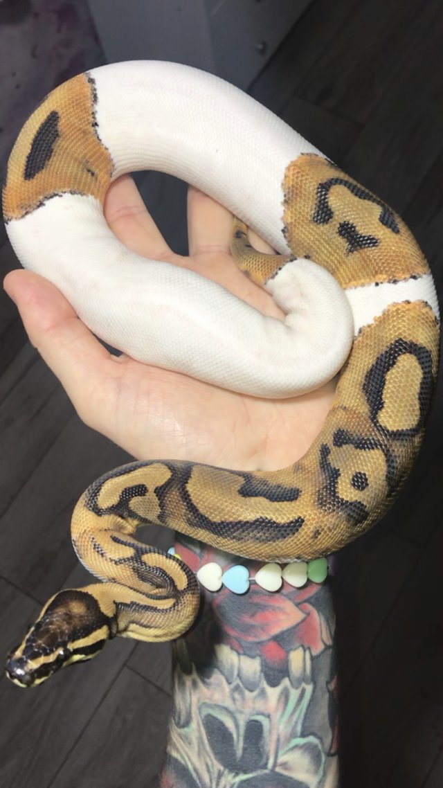 Preview of the first image of Ball pythons available females.