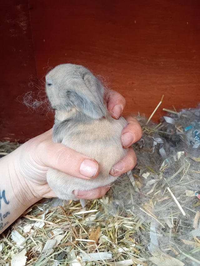 Preview of the first image of Purebred mini lop babies.
