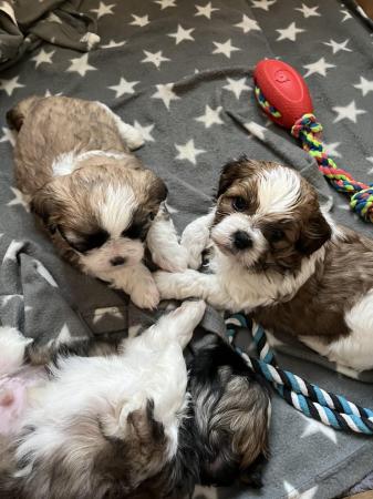 Image 18 of Beautiful Teddy Bear puppies only 2 Boys available