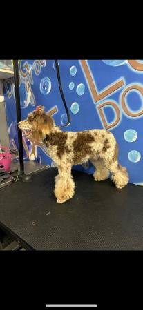 Image 3 of One left! REDUCED READY NOW Gorgeous cockapoo puppies.