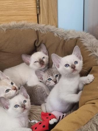 Image 2 of Phabbay Tonkinese kittens
