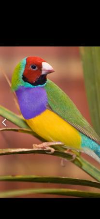 Image 1 of Gouldian cock bird  wanted possibly 2