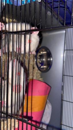 Image 5 of 2 male rats for sale with enclosure