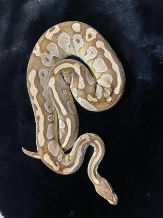 Image 2 of Ball pythons for sale adults and subs