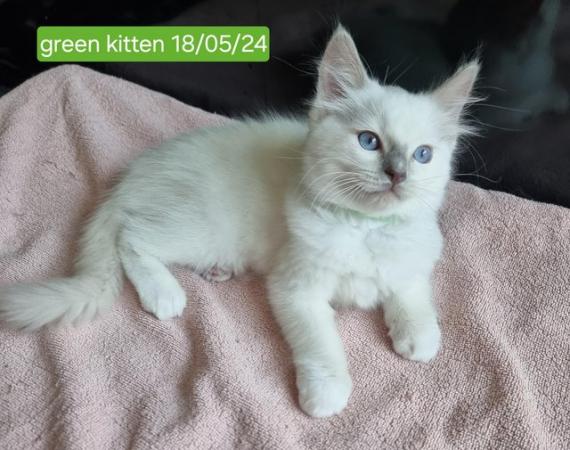 Image 1 of 1 Beautiful Pure Ragdoll left! REDUCED!