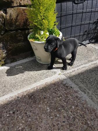 Image 7 of EXCELLENT KC Registered Labrador puppies