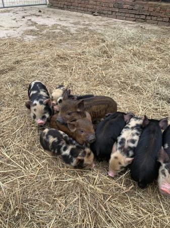 Image 2 of Gorgeous Pure Kunekune piglets for sale