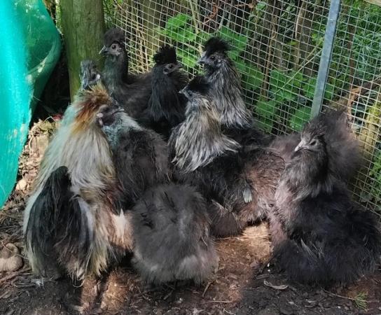 Image 2 of REDUCED...5. Left young silkies good breeding group