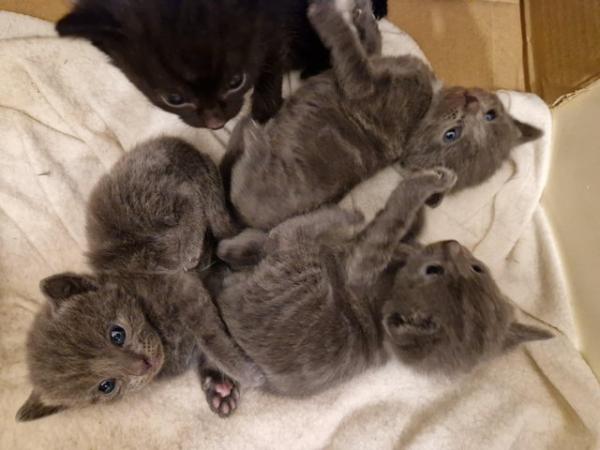 Image 8 of Russian blue Cross kittens