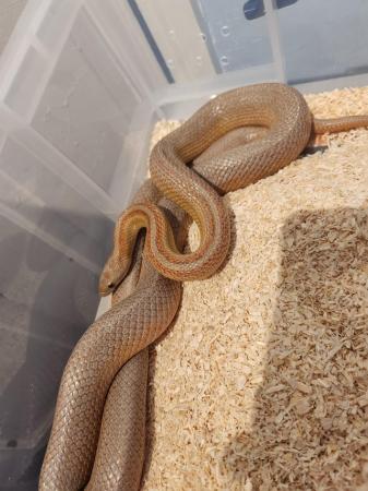 Image 4 of Corn snake for sale £60