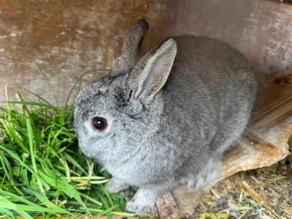 Image 4 of Friendly Female Pure Netherland Dwarf Rabbit