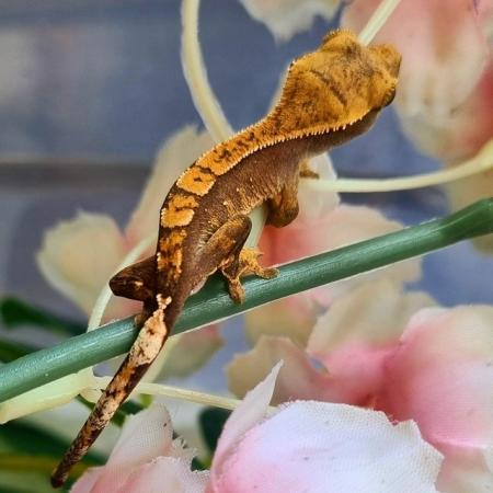 Image 31 of Gecko's Gecko's Geckos!