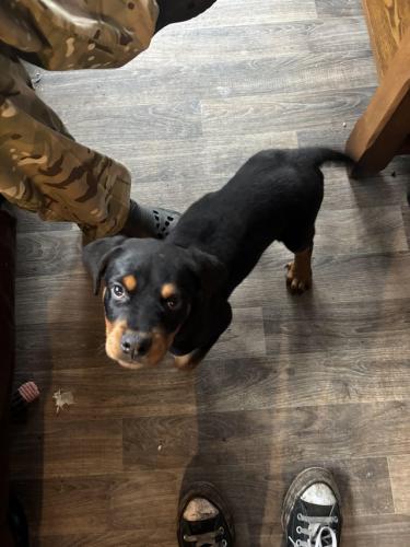 10 week old Rottweiler girl For Sale in Chesterfield, Derbyshire | Preloved