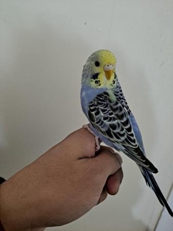 Image 4 of Silly hand tamed baby budgies for sale