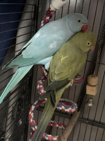 Image 3 of Indian ringneck parrots x2 pairs