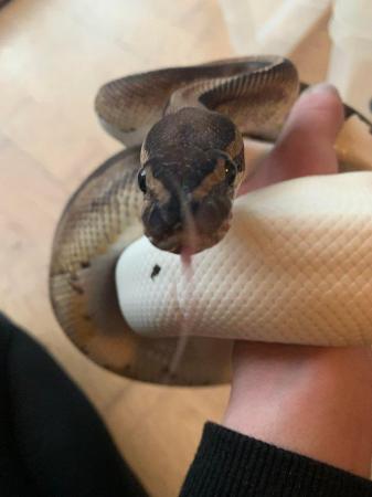 Image 5 of Female adult pied royal python